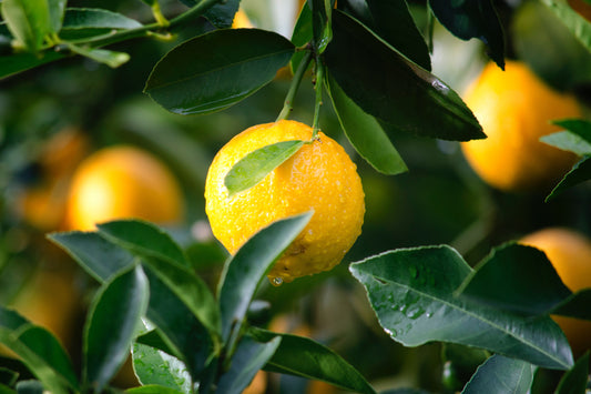 WHY WE KEEP THE FIBER IN OUR JUICES